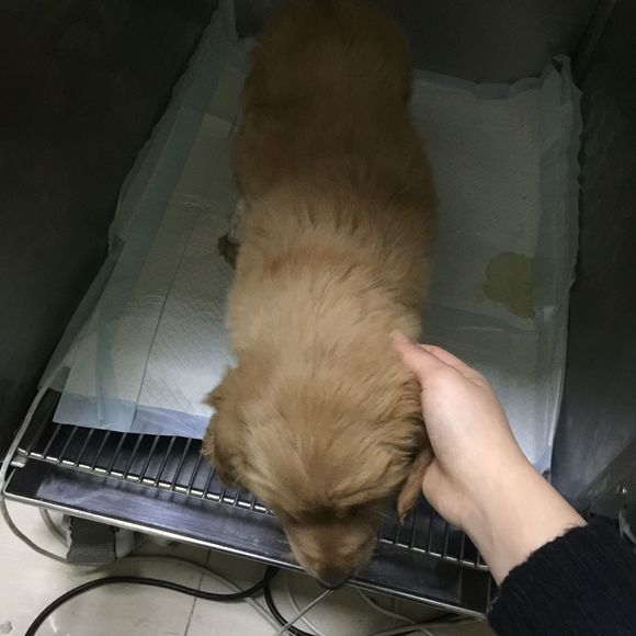 金毛得了细小治愈后还能继续养吗,两个月金毛得了细小冠状该放弃吗