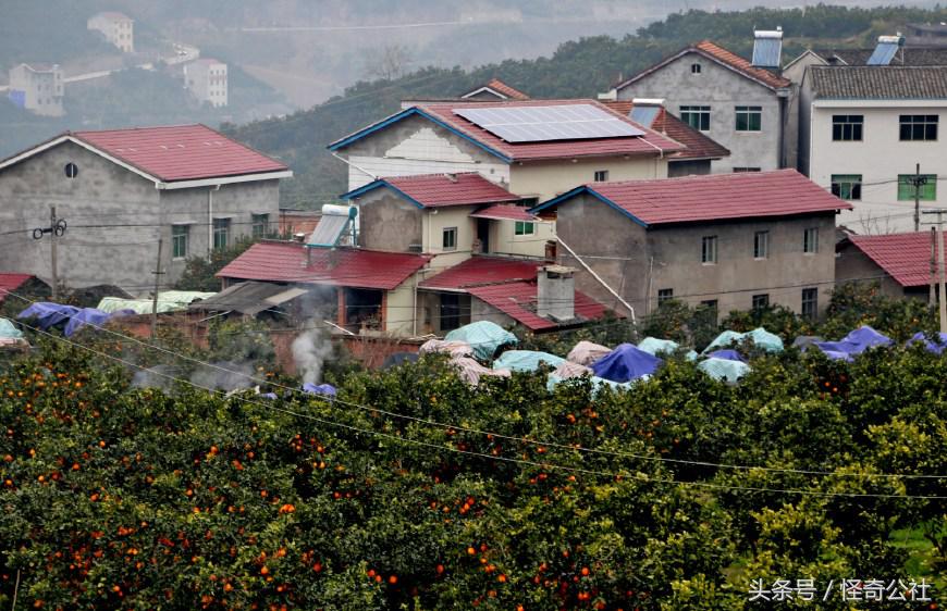 柑橘防寒防冻最佳方法,柑橘冻害防御措施图解