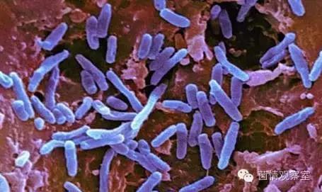 蓝骑士好鼻子益生菌治疗鼻窦炎吗,儿童鼻窦炎可以吃益生菌调理吗