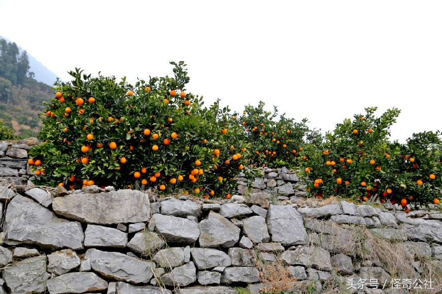 柑橘防寒防冻最佳方法,柑橘冻害防御措施图解