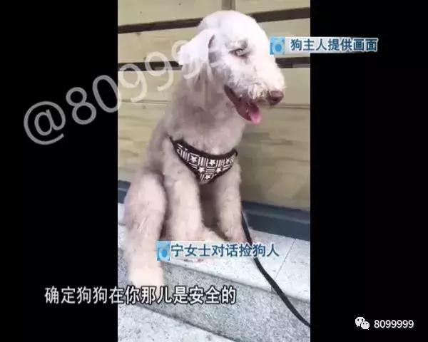 捡到狗不承认不归还犯法吗,捡到名贵犬只抱回家违法吗