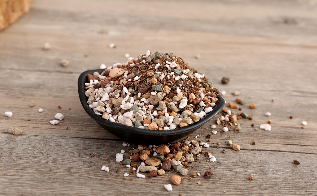 多肉拇指仙女杯适合用什么样的土,秋天多肉仙女杯怕淋雨吗