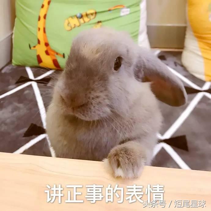 如何给兔子洗澡不出问题,怎么给兔子洗澡