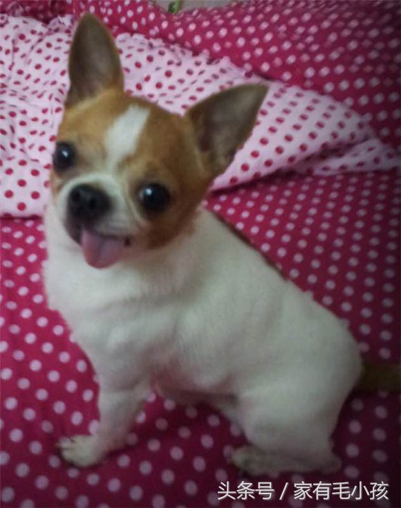 吉娃娃的舌头怎样才能收回去,吉娃娃舌头一直在外面