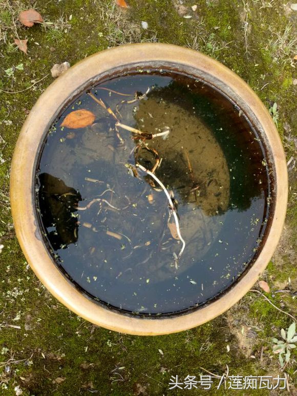 小型碗莲从种植到开花,碗莲养护基地在哪里