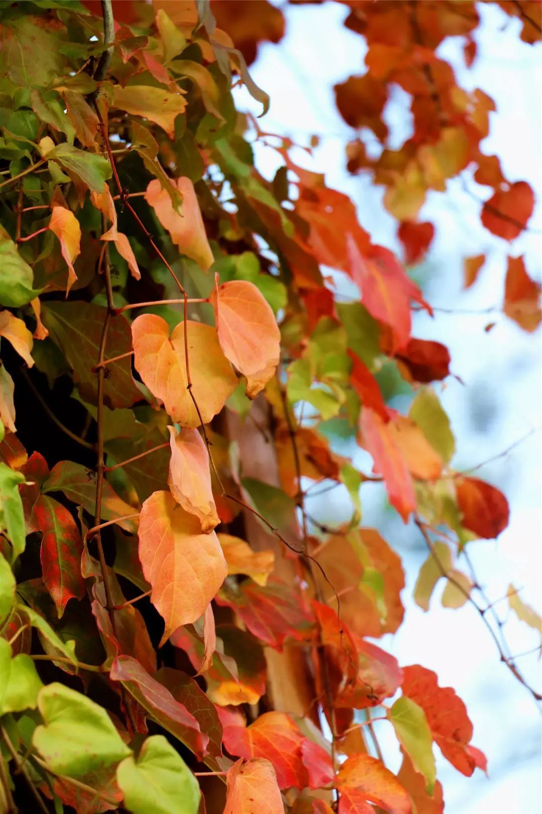 福利丨粤北越北，风景更美，邀你到丹霞灵溪过个红红火火东北年