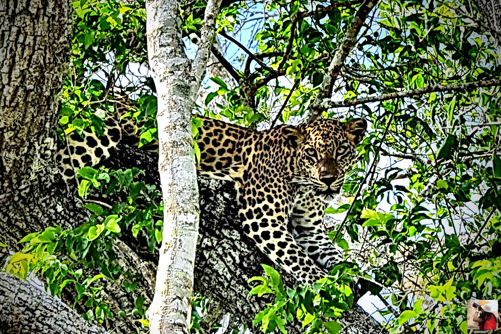 斯里兰卡旅游景点视频全集,斯里兰卡咋去