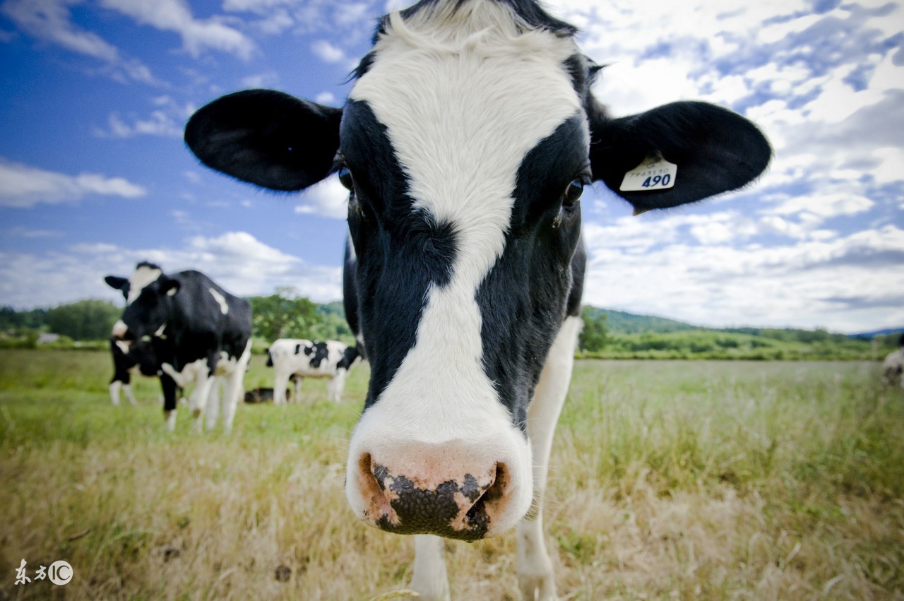 高产奶牛的特征,基础母牛泌乳牛的饲养管理