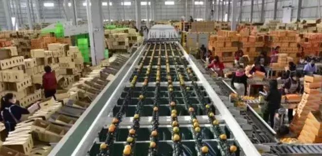 褚橙成功秘诀,褚橙一亩产多少