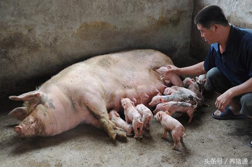 哺乳母猪正确的喂养方法,哺乳母猪的饲养与管理
