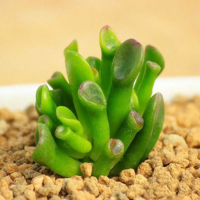 划划手机养养眼，让多肉美拍缓解你的疲劳，静下来明天再出发！