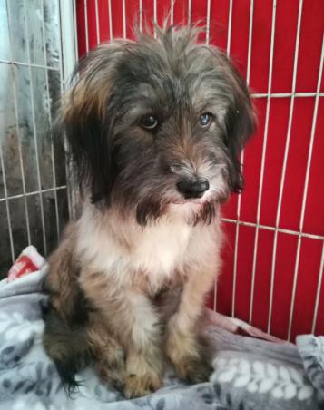 狗狗生病被主人背着去看病,狗狗生病被安乐死