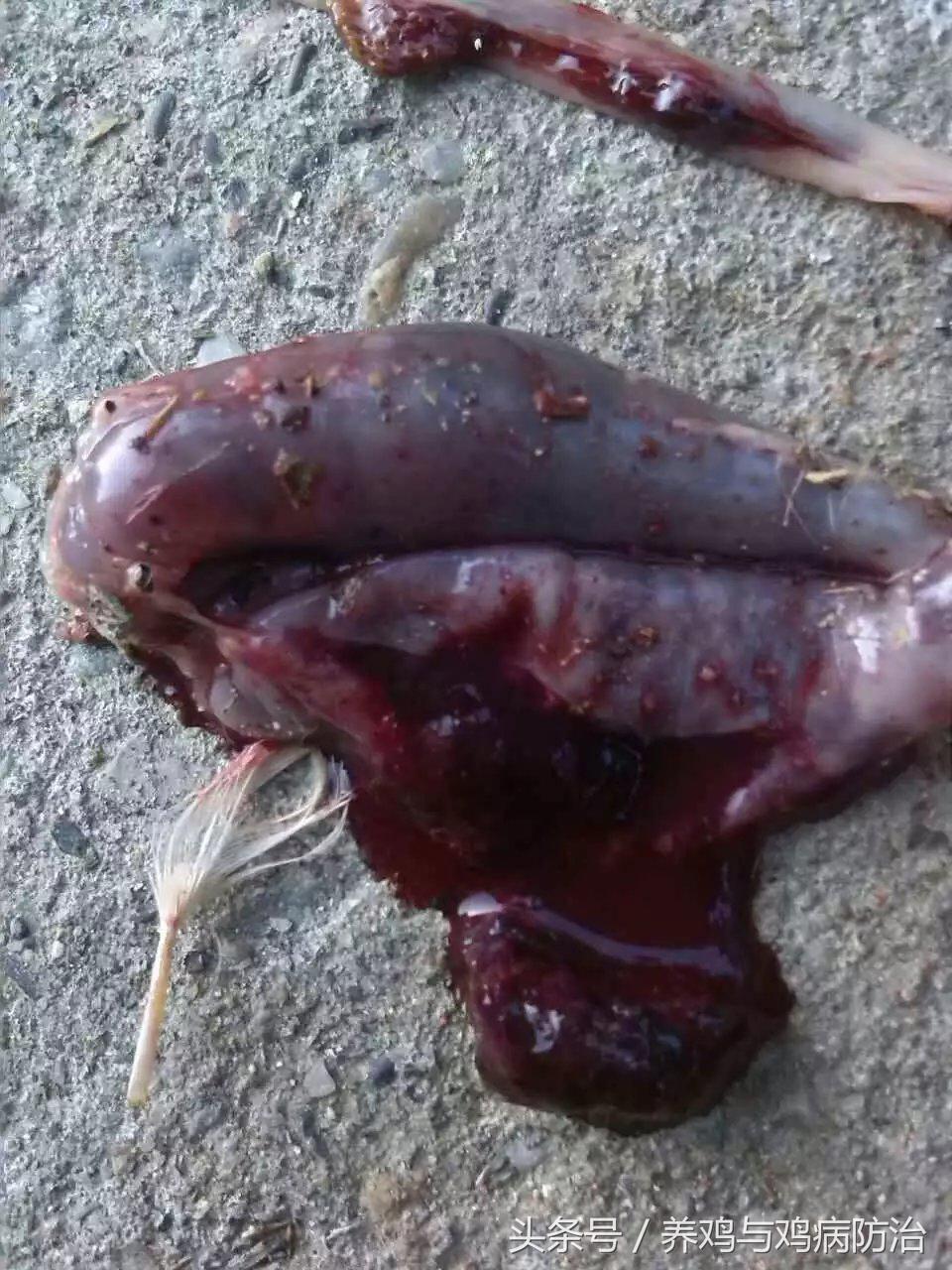 养鸡对肠道好吗,养鸡最好的肠道药