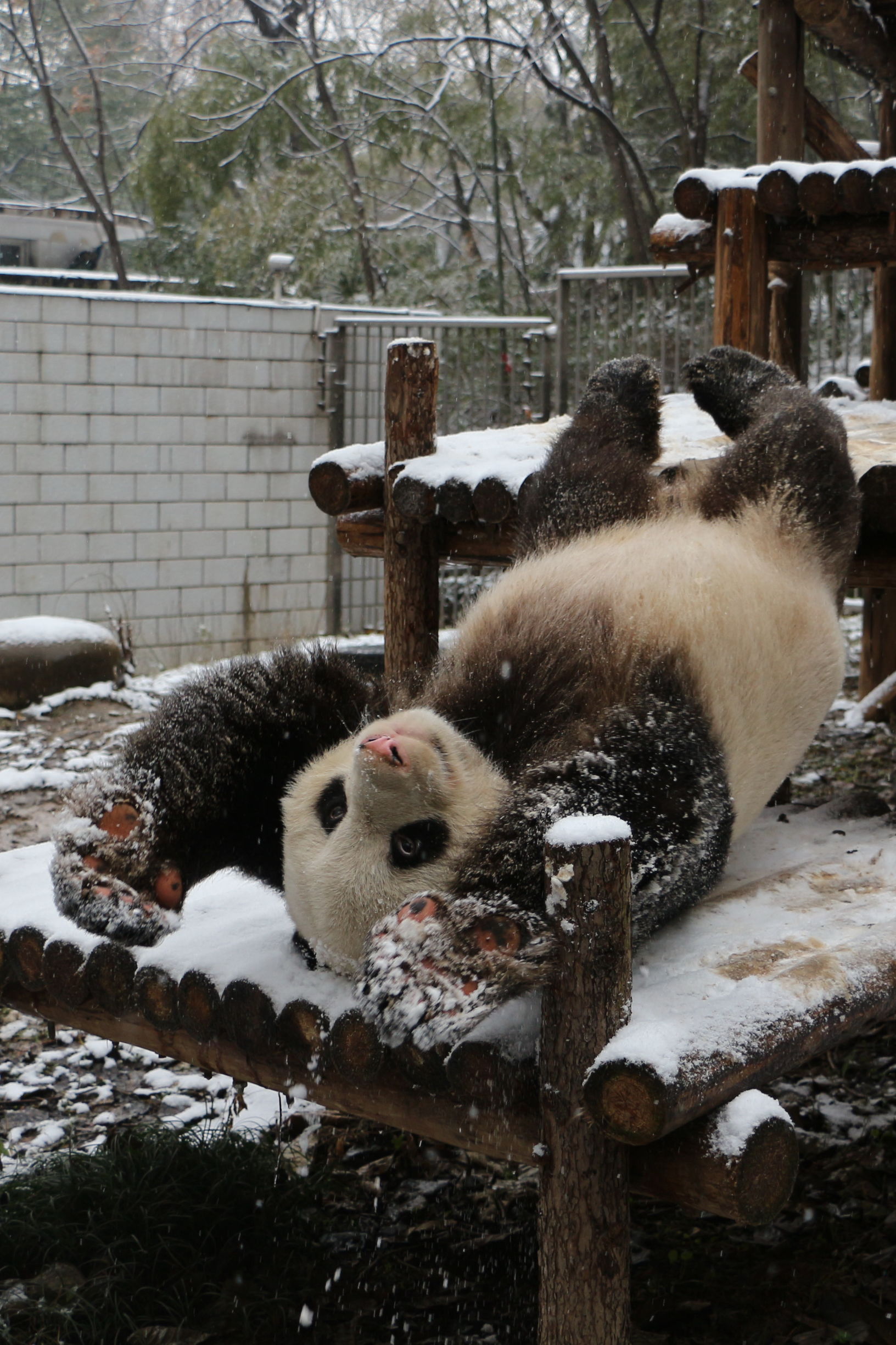 秋高气爽大熊猫户外玩耍萌态十足,大熊猫第一次在雪里玩耍