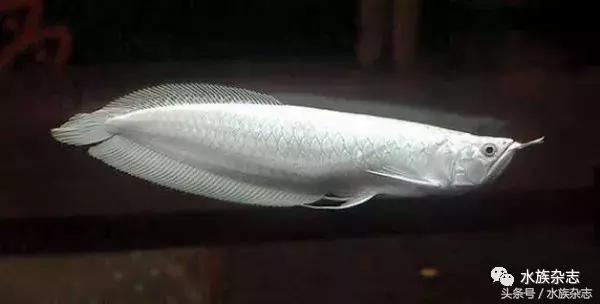 龙鱼入门百科图片,新手养龙鱼入门红龙