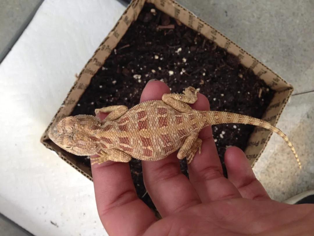 蓝色鬃狮蜥蜴稀有吗,鬃狮蜥黄系对比