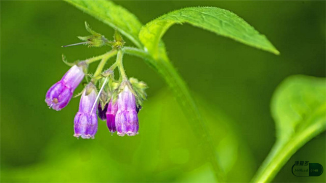 绝经后妇女用消糜栓治哪些妇科病,消糜栓主要治什么妇科病