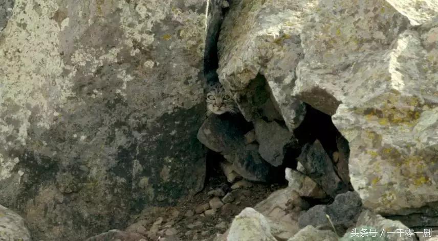 我打赌，这部「三级片」让你从此走上喵生巅峰！