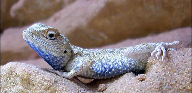 蓝色鬃狮蜥蜴稀有吗,鬃狮蜥黄系对比
