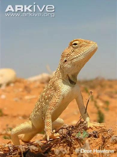 蓝色鬃狮蜥蜴稀有吗,鬃狮蜥黄系对比