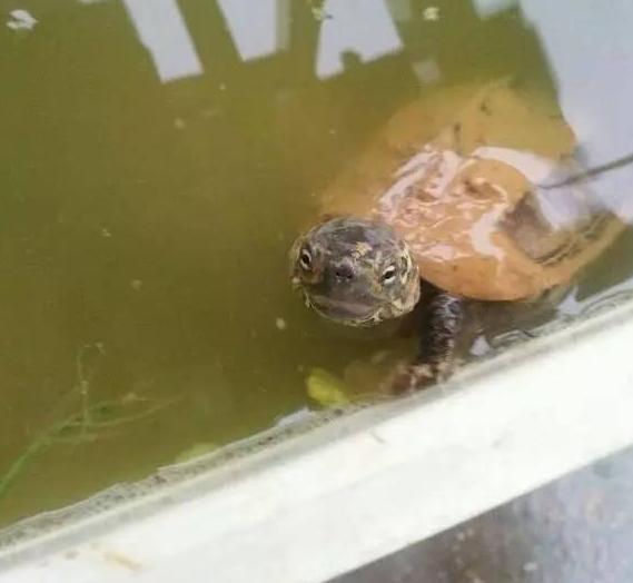 沼泽过滤和泥水养龟比较,泥水养龟怎样防水臭