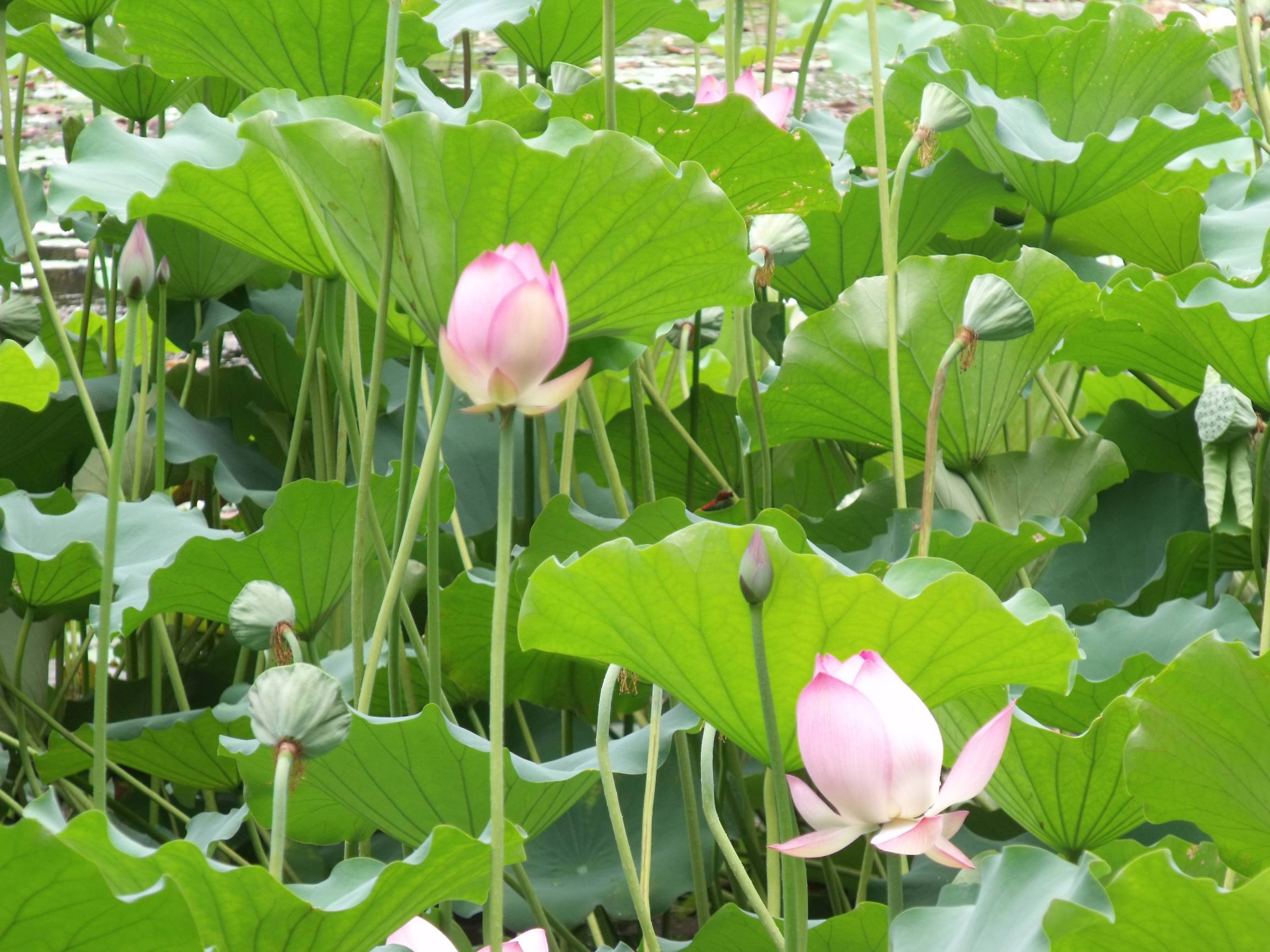 旅行青蛙现状,旅行青蛙为什么让人操碎心