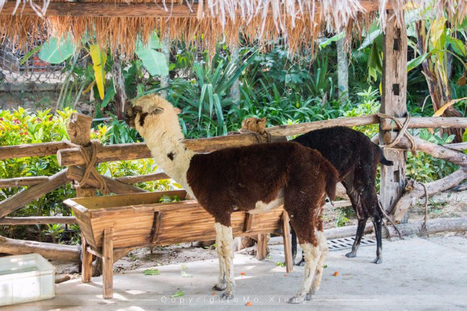 浪漫三亚视频,碧海蓝天椰风海韵浪漫三亚