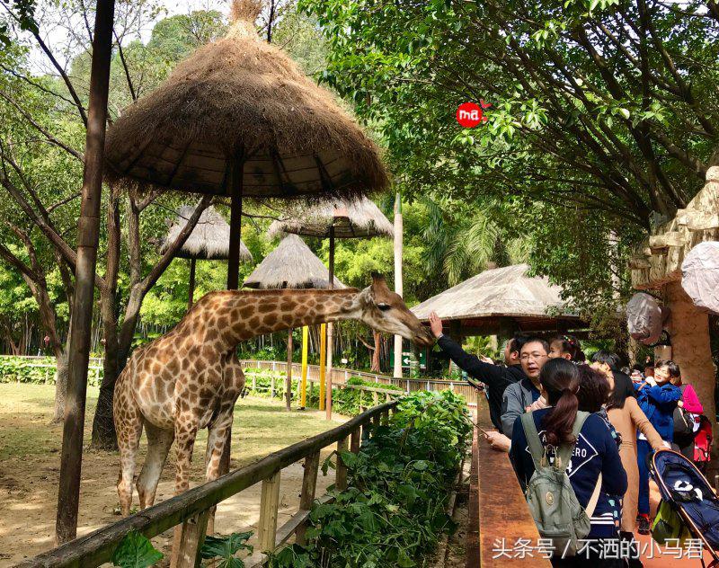 长隆野生动物园3天2晚亲子游,广州长隆野生动物园亲子游攻略