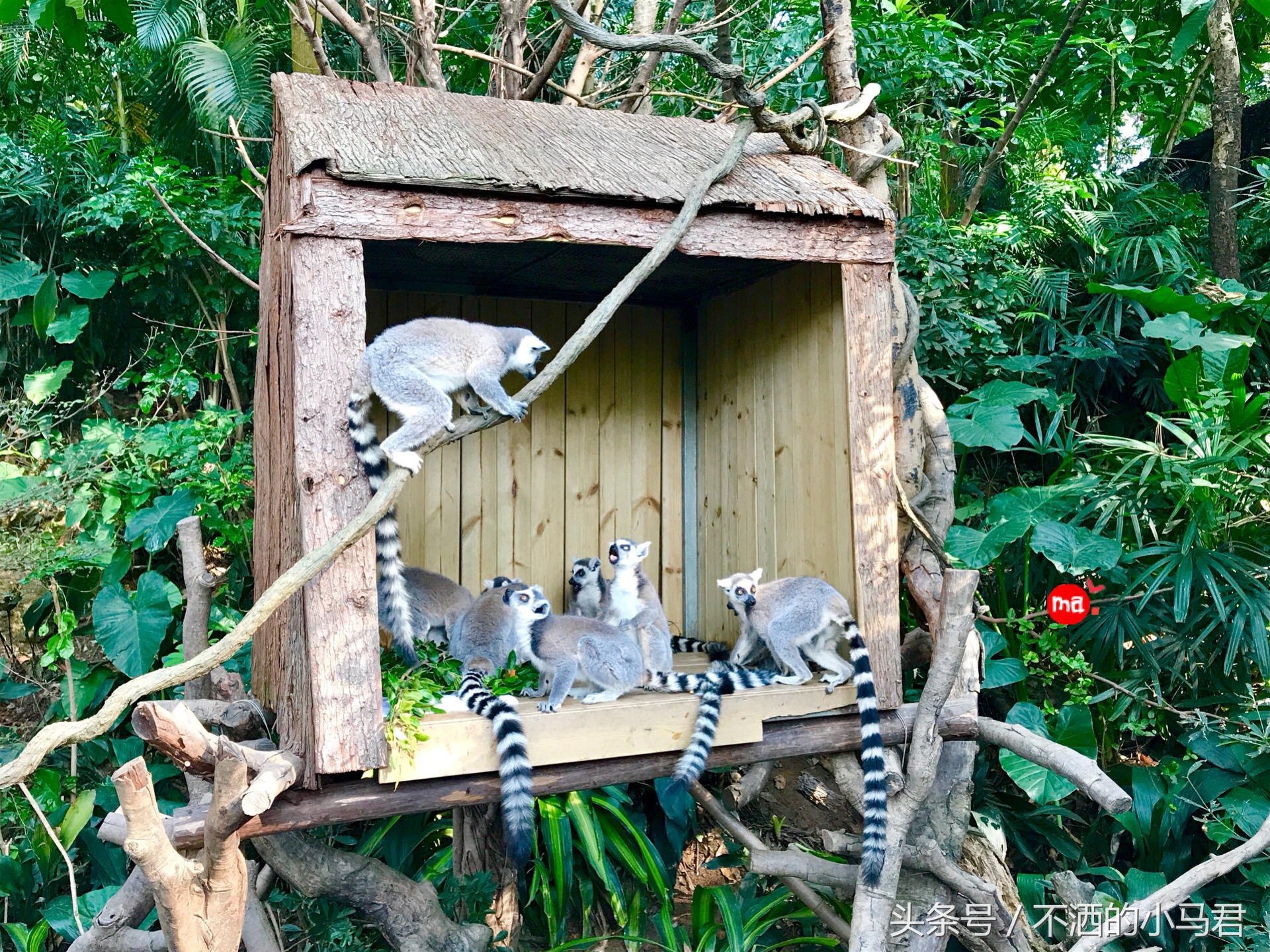 长隆野生动物园3天2晚亲子游,广州长隆野生动物园亲子游攻略