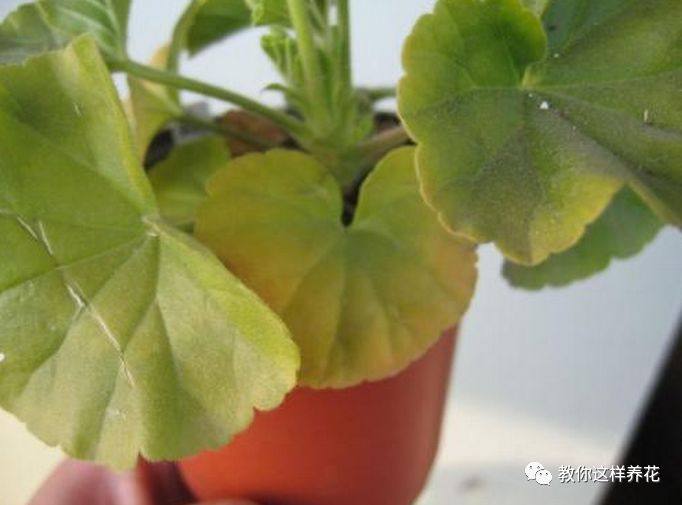 花草树木叶子发黄是什么原因,冬天为什么花卉叶子会发黄