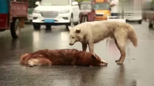 狗狗食道损伤多久能恢复,狗狗腰椎损伤多久能恢复