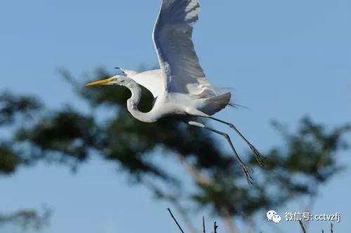 养蛙旅行,养蛙指南