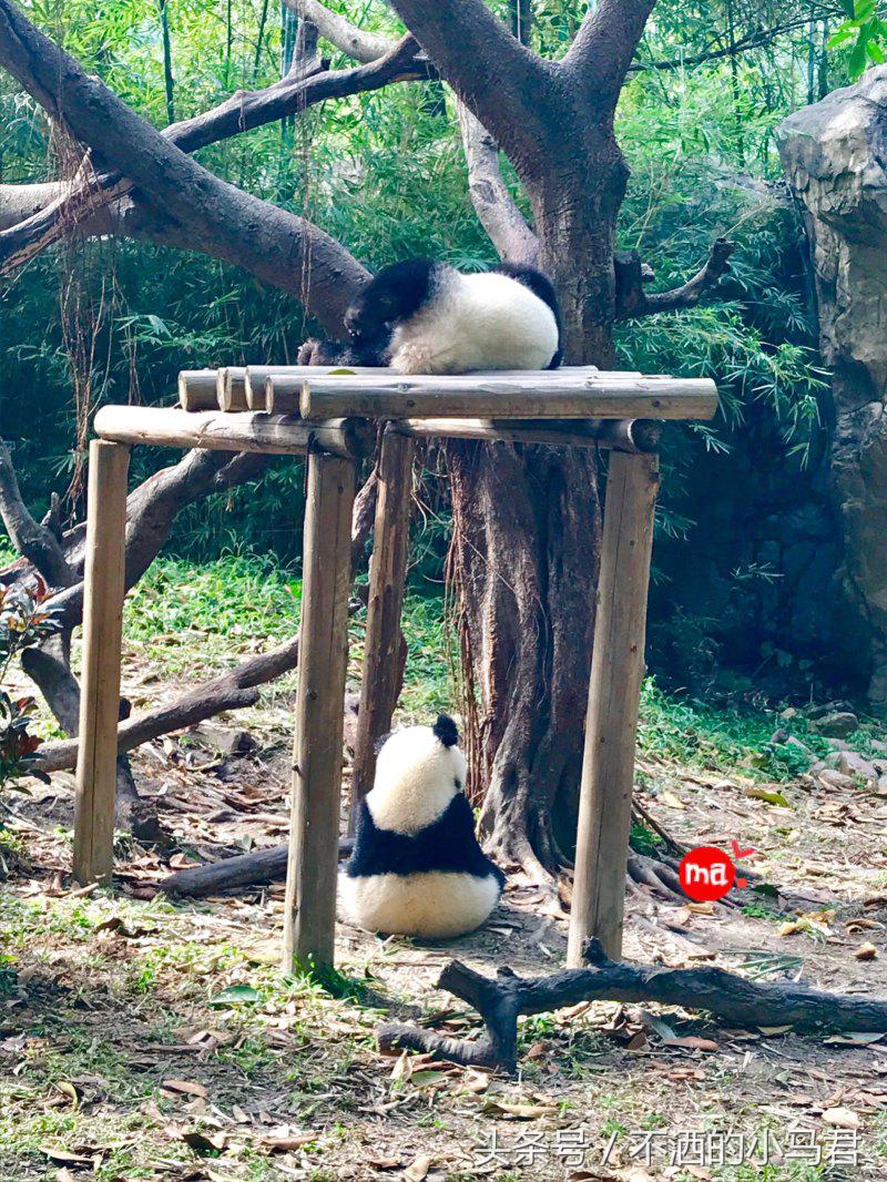 长隆野生动物园3天2晚亲子游,广州长隆野生动物园亲子游攻略