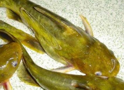 农村乡下水里的这些野货，你小时候有没有捉过？觉得好吃吗？