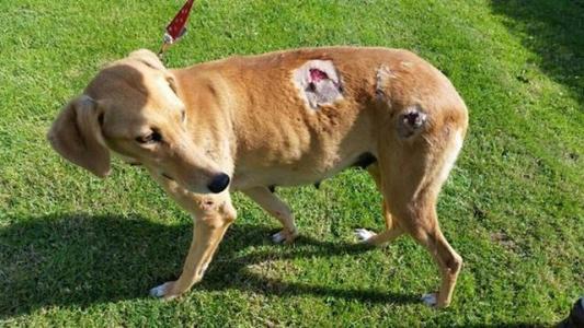 狗狗食道损伤多久能恢复,狗狗眼角膜损伤怎么办