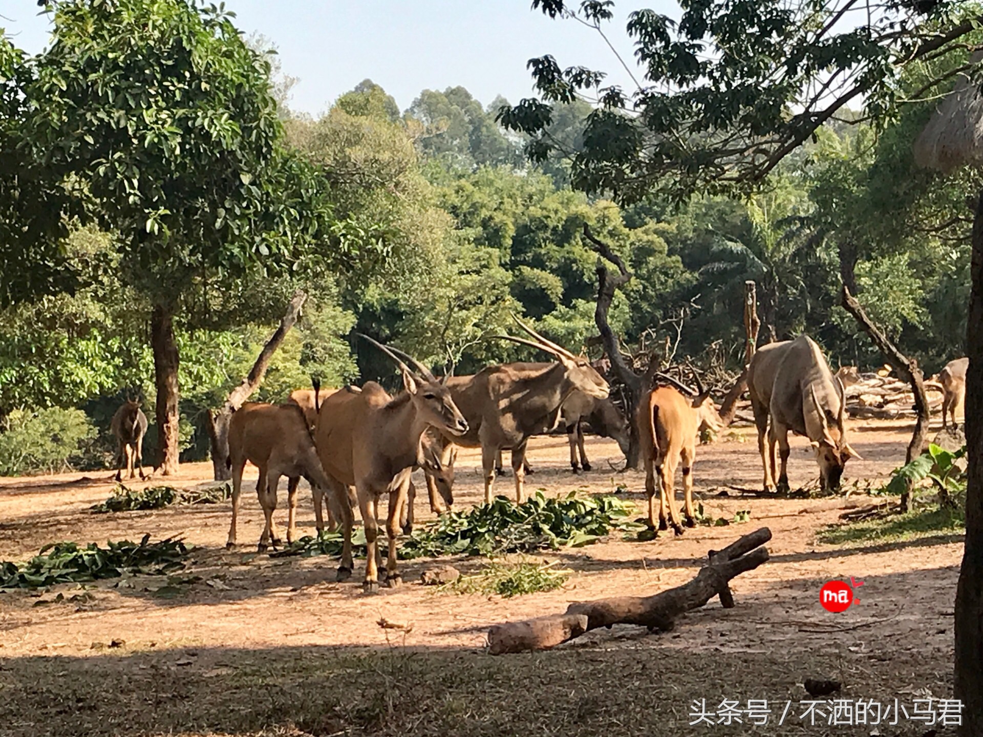 长隆野生动物园3天2晚亲子游,广州长隆野生动物园亲子游攻略