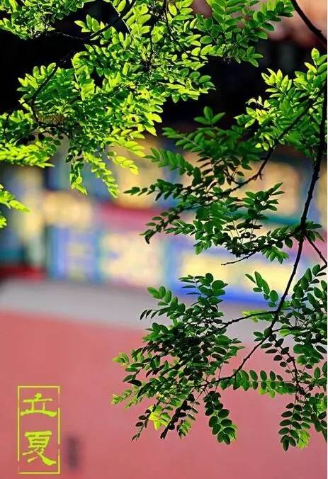 却是石榴知立夏,却是石榴知立夏年年花开什么意思