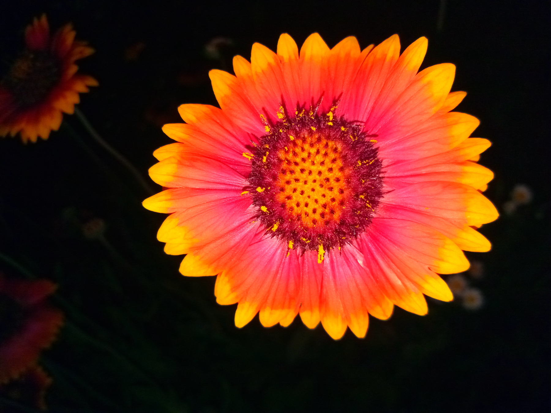 金立s8解读,金立s80介绍