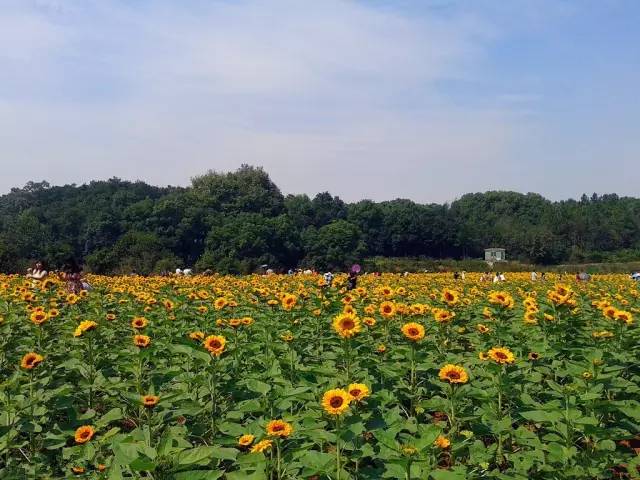 2016，一个妹陀想跟男朋友在湖南长沙干的99件事！