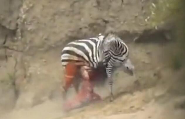 鳄鱼咬破蟒蛇的肚子,斑马被鳄鱼狠咬肚子后逃脱