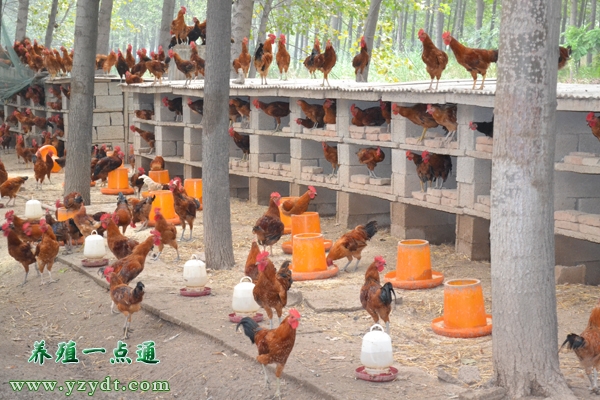 散养鸡晚上不进鸡舍怎么办,散养鸡的五种鸡舍建设方法