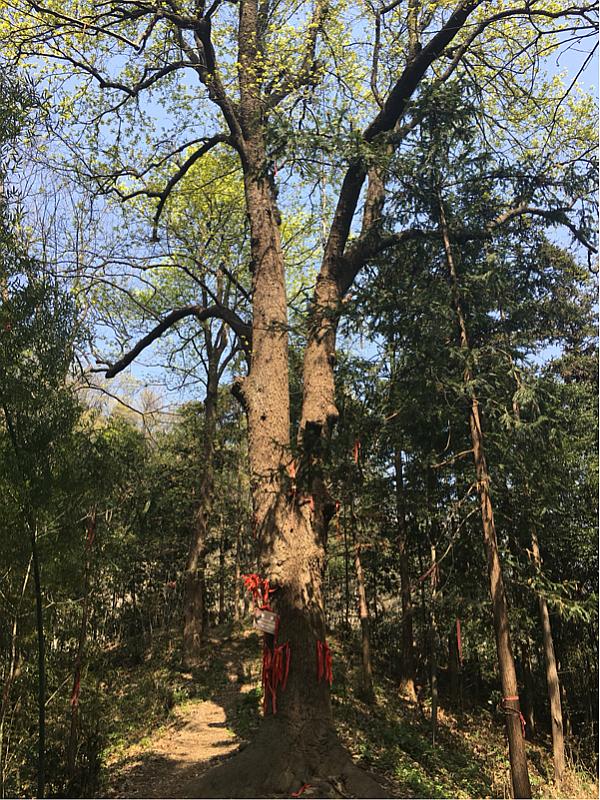 随州广水三潭风景区图片,随州广水三潭风景区门票价格