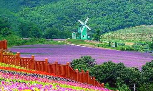 薰衣草什么时候开花最好看,衣草适合在什么季节开花