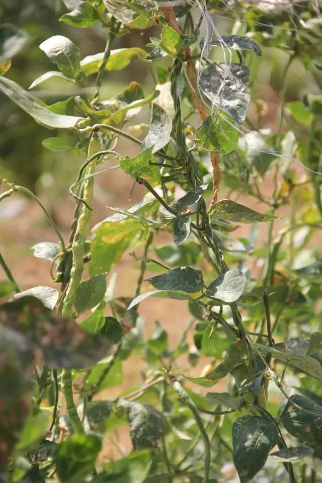 悦榕庄banyantree酒店,新加坡民丹岛酒店攻略