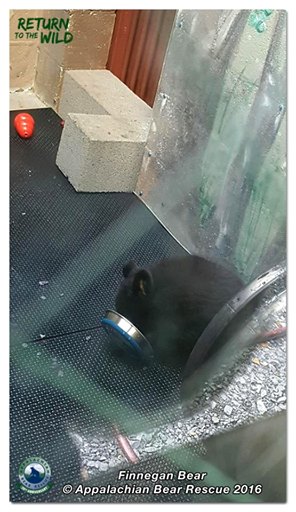 食物匮乏母豹抛弃幼崽,食物短缺被饿死的幼崽