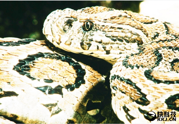 地球上最毒的15种动物,世界上最毒的动物排行