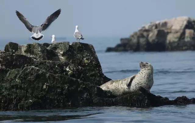 烟台蓬莱长岛最全攻略,烟台长岛旅游攻略