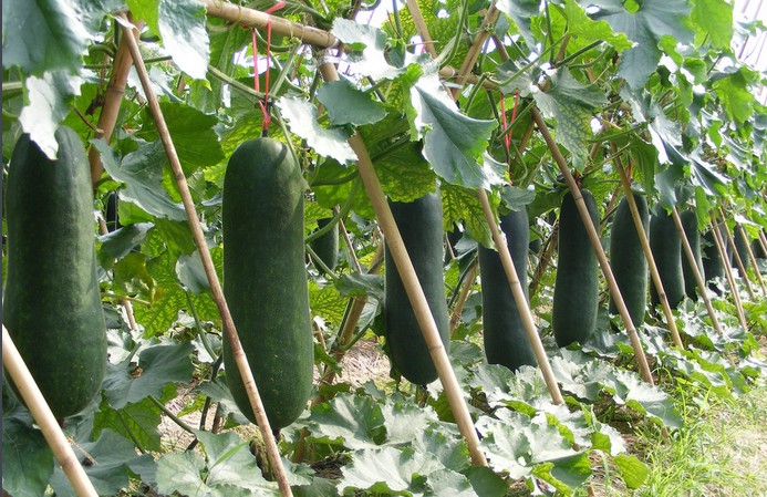 孕期哺乳期水肿脚肿偏方两种食材一招搞定