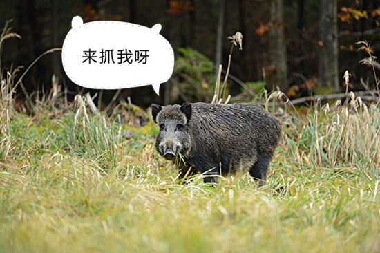 猪肚鸡蛋治胃病,猪肚包鸡蛋治胃病的偏方