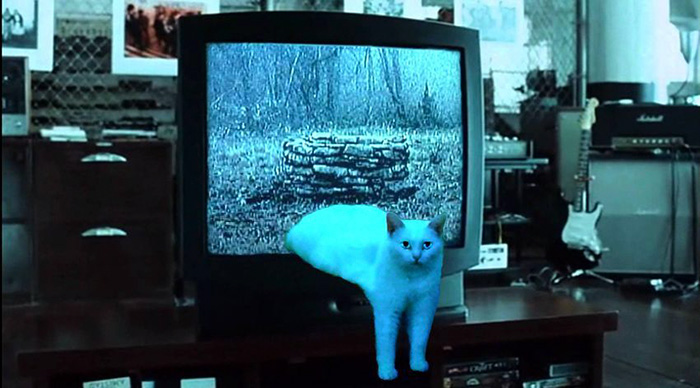 喵星人下楼梯魔性瞬间,被恶搞的喵星人